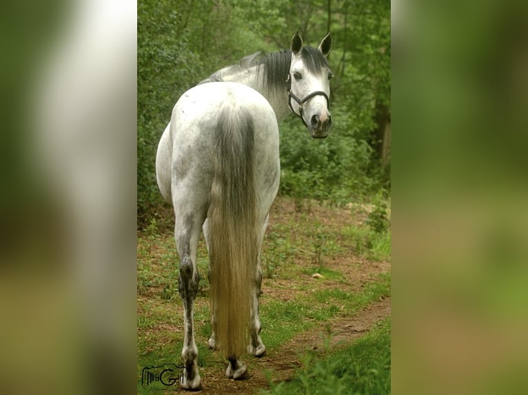 Cruzado Wallach 10 Jahre 153 cm Rappschimmel in Ysselsteyn