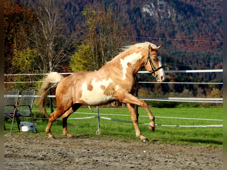 Cruzado Wallach 10 Jahre 155 cm Overo-alle-Farben in Kirchbichl