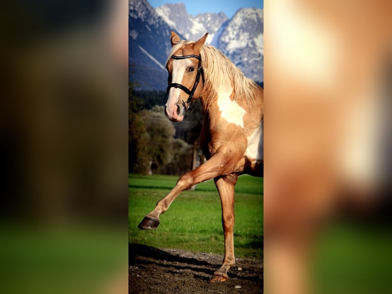 Cruzado Wallach 10 Jahre 155 cm Overo-alle-Farben in Kirchbichl