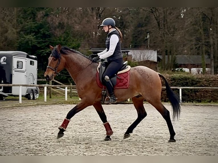 Cruzado Wallach 10 Jahre 155 cm Roan-Red in Neustadt (Wied)