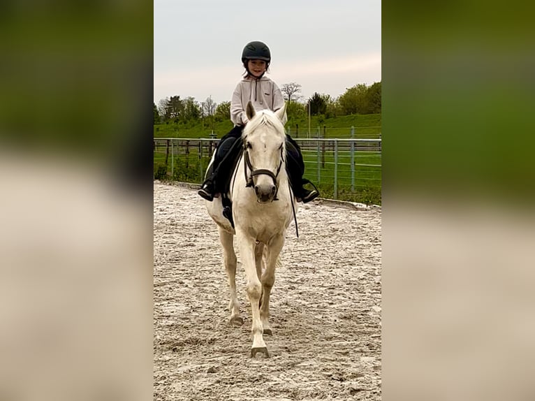 Cruzado Mix Wallach 10 Jahre 157 cm Palomino in Köln