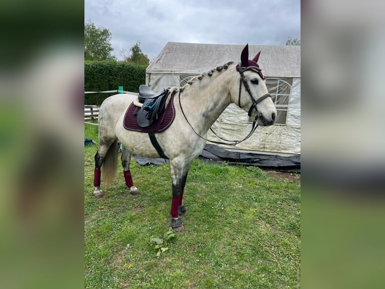 Cruzado Wallach 10 Jahre 158 cm Schimmel in Weiterstadt