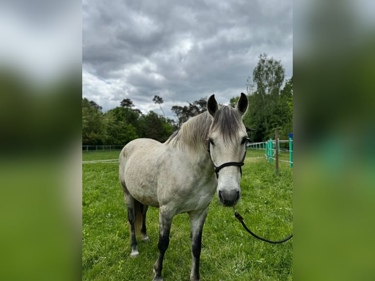 Cruzado Wallach 10 Jahre 158 cm Schimmel in Weiterstadt