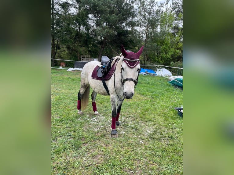 Cruzado Wallach 10 Jahre 158 cm Schimmel in Weiterstadt
