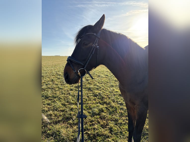 Cruzado Wallach 10 Jahre 160 cm Brauner in Herrsching am Ammersee