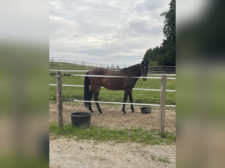 Cruzado Wallach 10 Jahre 160 cm Brauner in Herrsching am Ammersee
