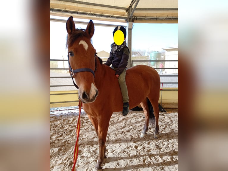 Cruzado Wallach 10 Jahre 160 cm Hellbrauner in Mercatel