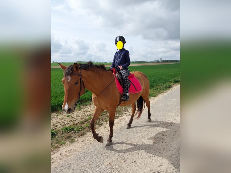 Cruzado Wallach 10 Jahre 160 cm Hellbrauner in Mercatel