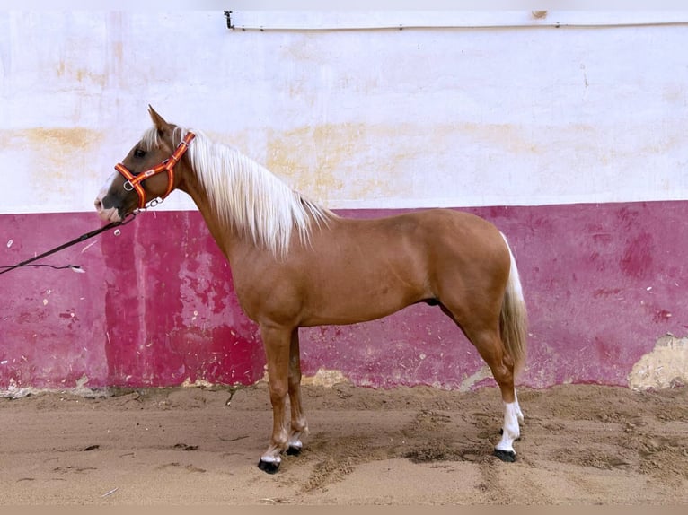 Cruzado Wallach 10 Jahre 160 cm Pearl in Muchamiel