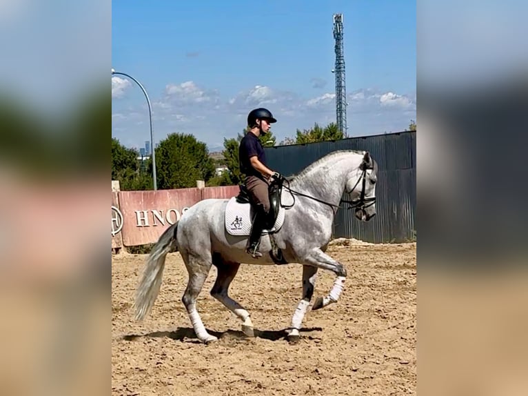 Cruzado Wallach 10 Jahre 161 cm Schimmel in Madrid