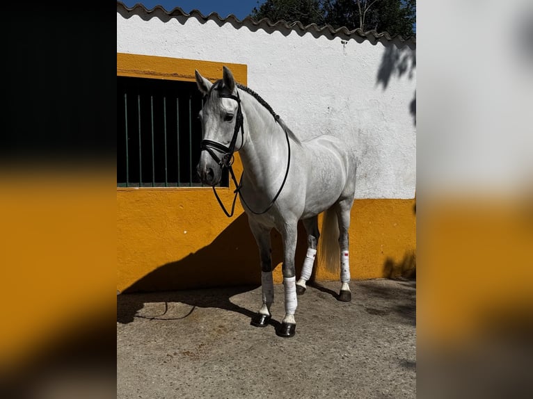 Cruzado Wallach 10 Jahre 161 cm Schimmel in Madrid