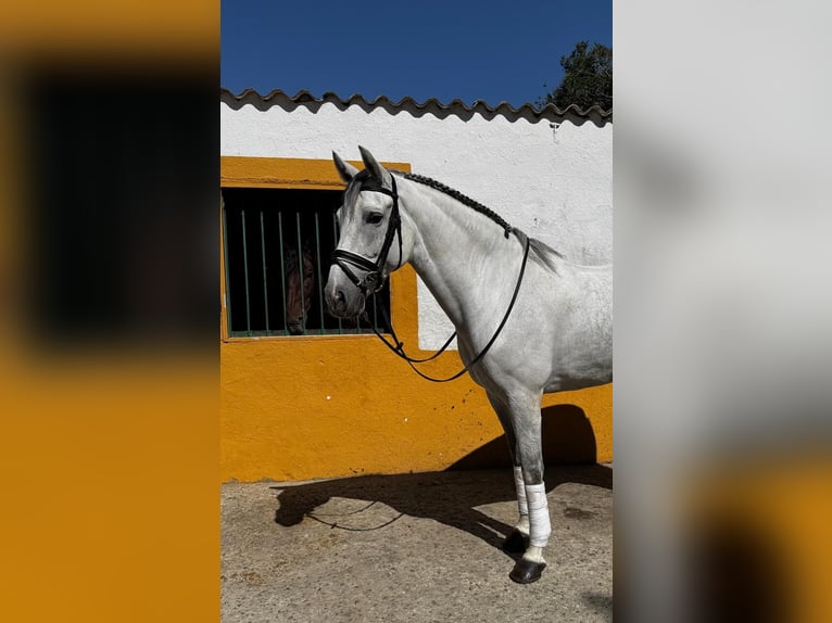 Cruzado Wallach 10 Jahre 161 cm Schimmel in Madrid