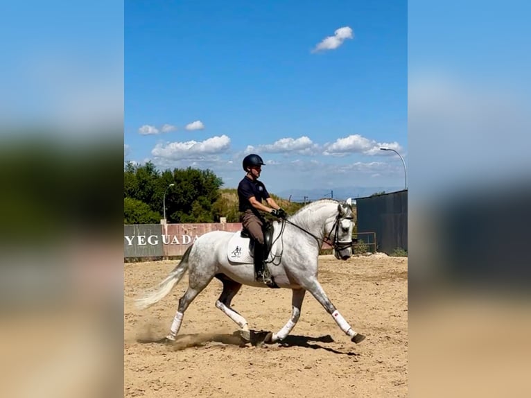 Cruzado Wallach 10 Jahre 161 cm Schimmel in Madrid