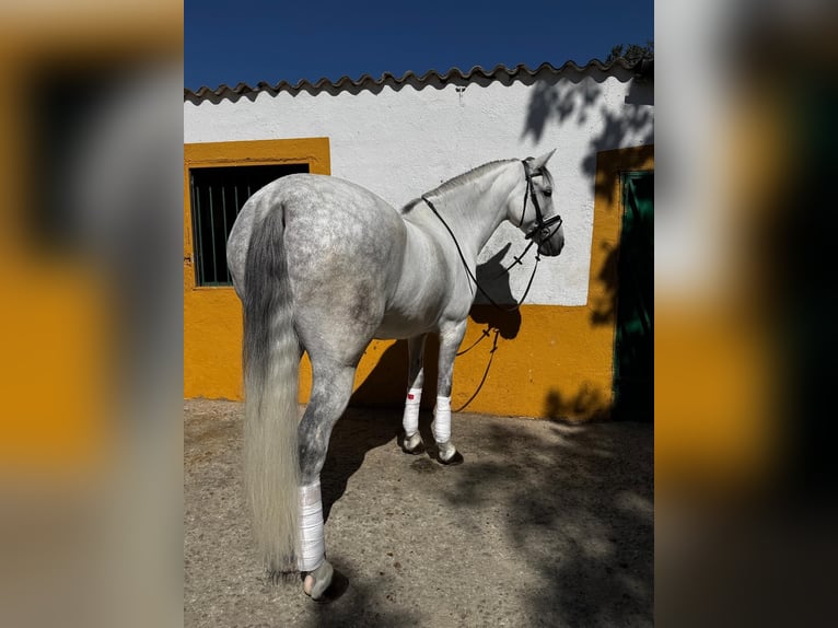 Cruzado Wallach 10 Jahre 161 cm Schimmel in Madrid