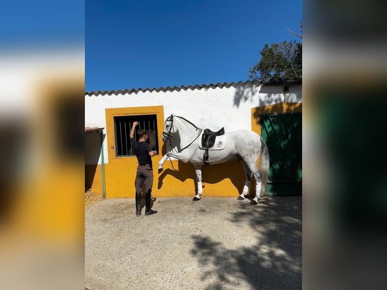 Cruzado Wallach 10 Jahre 161 cm Schimmel in Madrid