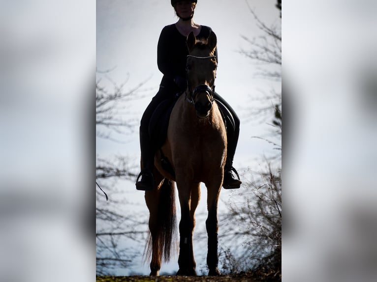 Cruzado Wallach 10 Jahre 162 cm  in Nettersheim