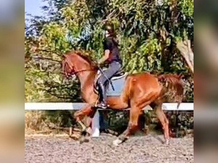 Cruzado Wallach 10 Jahre 164 cm Rotfuchs in Canoves