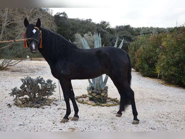 Cruzado Wallach 11 Jahre 148 cm Rappe in Bayerbach