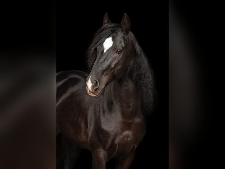 Cruzado Wallach 11 Jahre 148 cm Rappe in Bayerbach