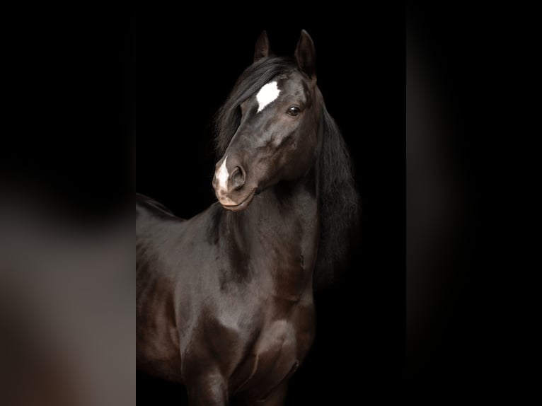 Cruzado Wallach 11 Jahre 148 cm Rappe in Bayerbach