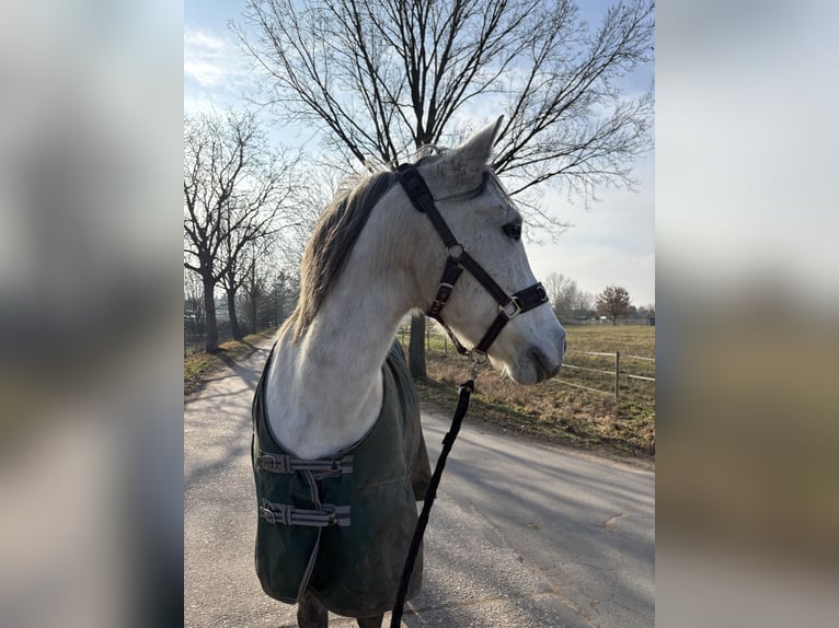 Cruzado Wallach 11 Jahre 150 cm Apfelschimmel in Weiterstadt