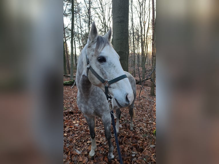 Cruzado Mix Wallach 11 Jahre 150 cm Kann Schimmel werden in Kamp-Lintfort