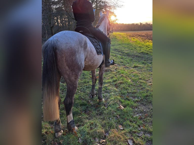 Cruzado Mix Wallach 11 Jahre 150 cm Kann Schimmel werden in Kamp-Lintfort