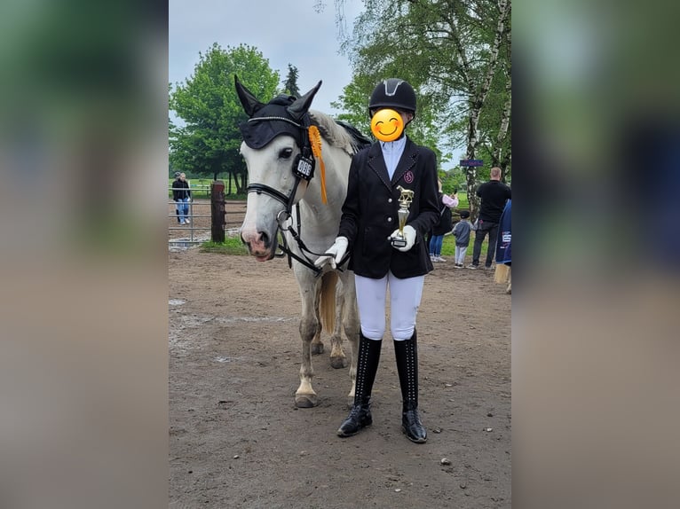 Cruzado Wallach 11 Jahre 153 cm in Essen
