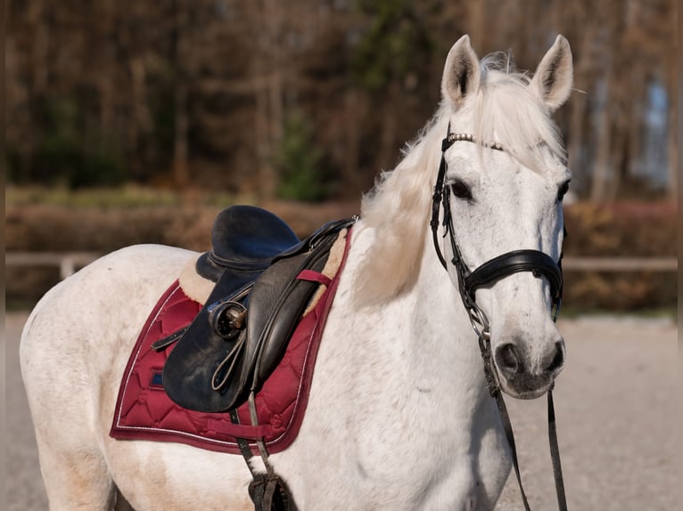 Cruzado Wallach 11 Jahre 153 cm  in Neustadt (Wied)
