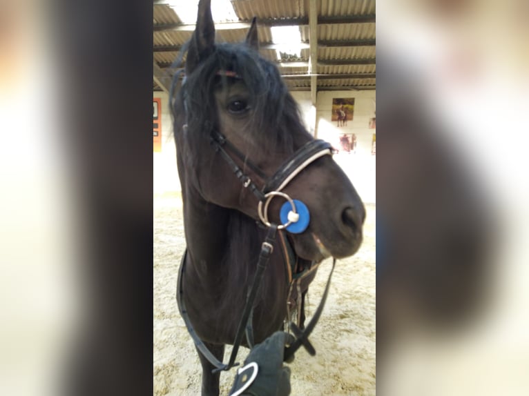 Cruzado Wallach 11 Jahre 153 cm Rappe in Schönau
