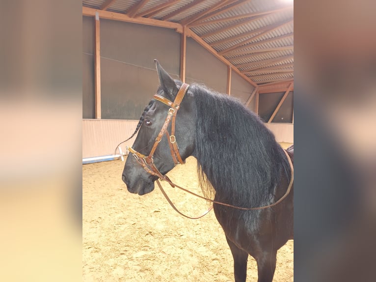 Cruzado Wallach 11 Jahre 153 cm Rappe in Schönau