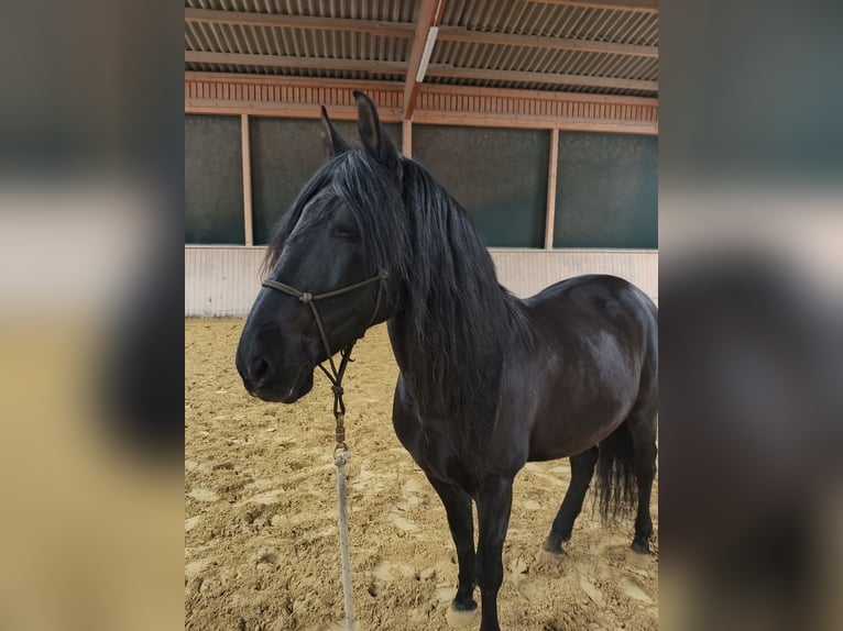 Cruzado Wallach 11 Jahre 153 cm Rappe in Schönau