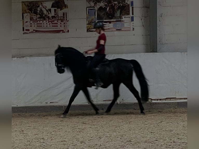 Cruzado Wallach 11 Jahre 153 cm Rappe in Schönau