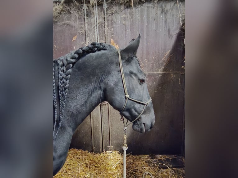 Cruzado Wallach 11 Jahre 153 cm Rappe in Schönau