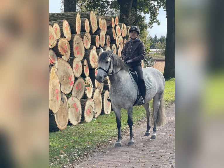 Cruzado Wallach 11 Jahre 154 cm Rappschimmel in Visbek