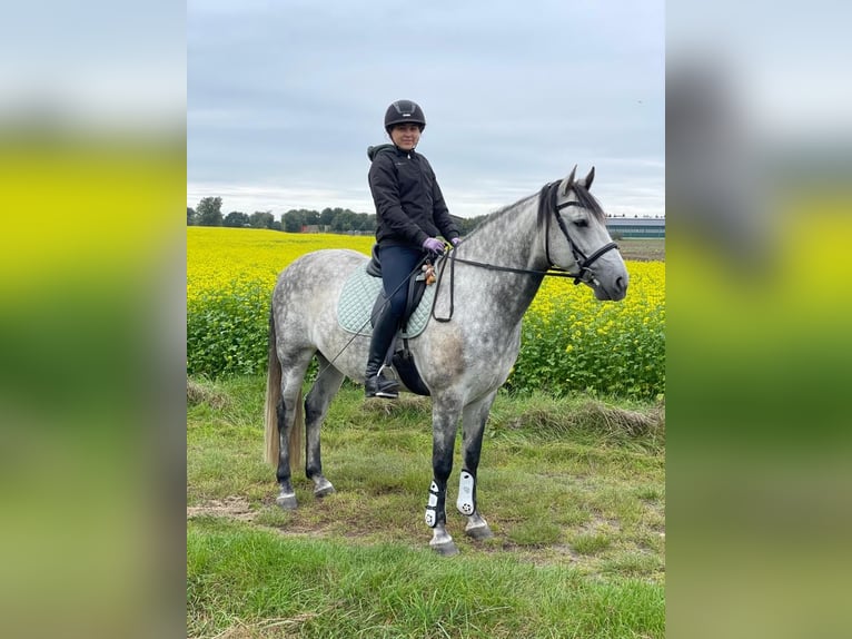 Cruzado Wallach 11 Jahre 154 cm Rappschimmel in Visbek