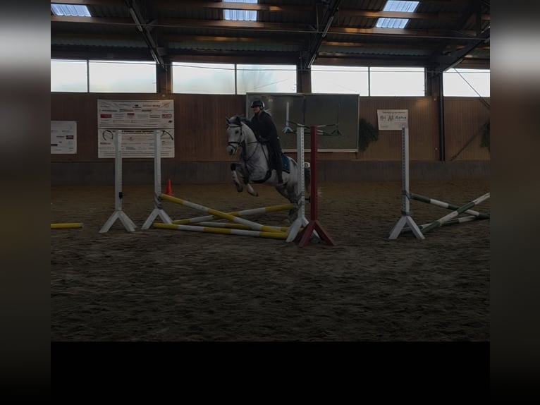 Cruzado Wallach 11 Jahre 154 cm Rappschimmel in Höchstberg