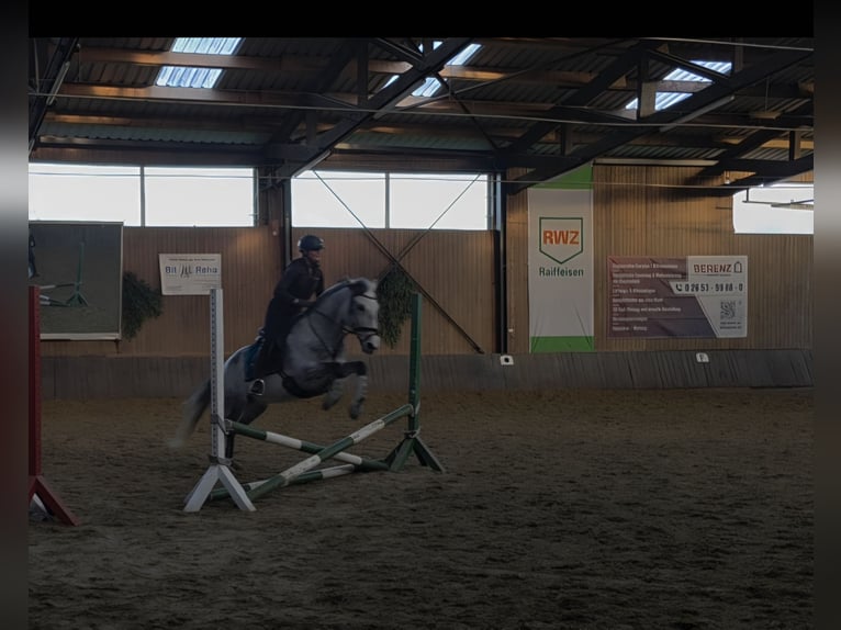 Cruzado Wallach 11 Jahre 154 cm Rappschimmel in Ueß