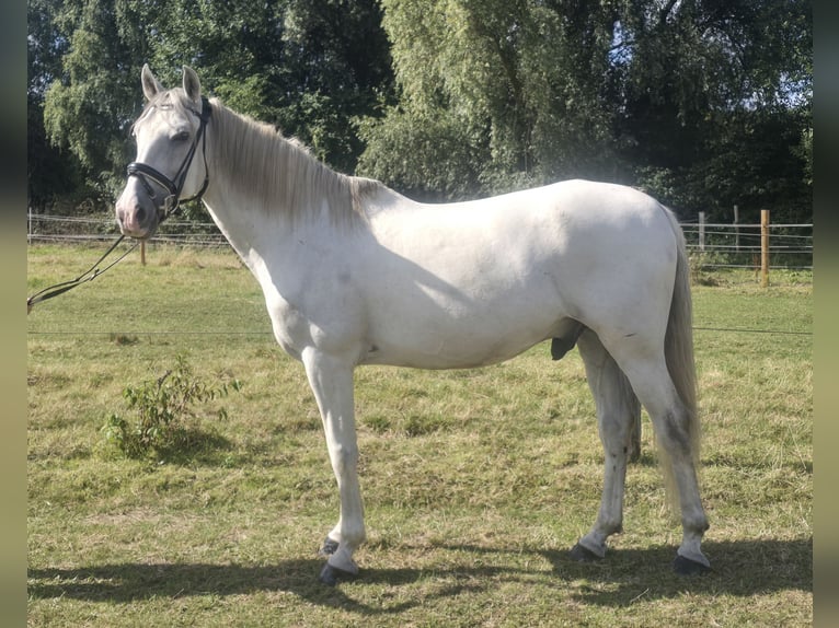 Cruzado Wallach 11 Jahre 155 cm Schimmel in M&#xFC;lheim an der Ruhr