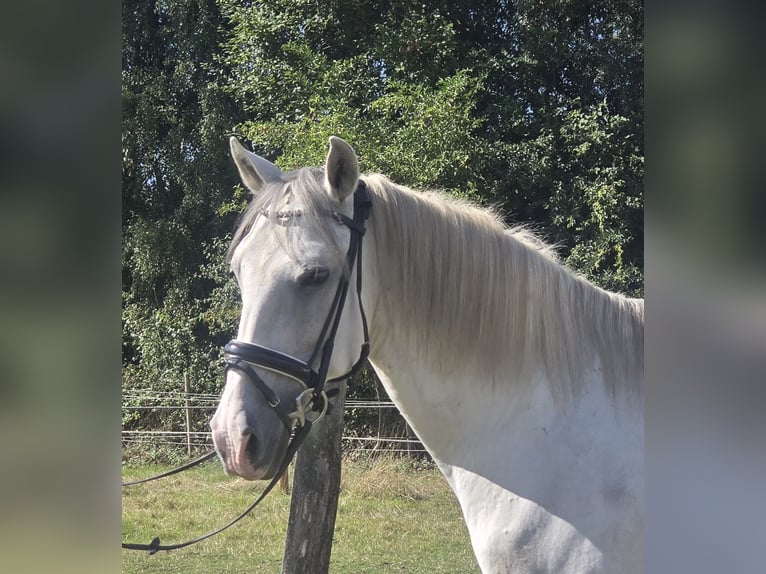 Cruzado Wallach 11 Jahre 155 cm Schimmel in M&#xFC;lheim an der Ruhr