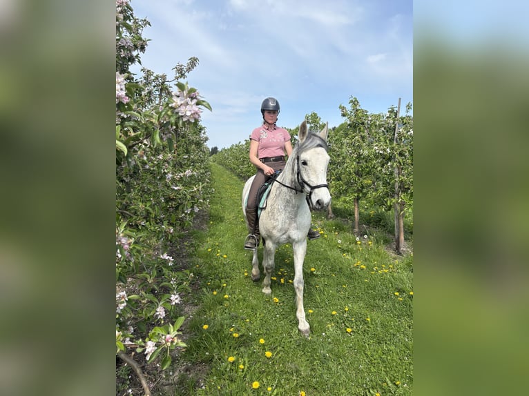 Cruzado Wallach 11 Jahre 157 cm Apfelschimmel in Stade