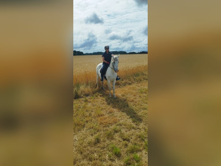 Cruzado Wallach 11 Jahre 160 cm Schimmel in Grossburgwedel