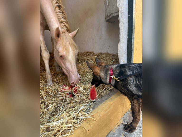 Cruzado Wallach 11 Jahre 162 cm Palomino in Málaga