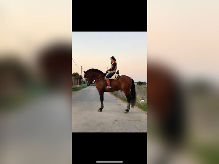 Cruzado Wallach 11 Jahre 163 cm Brauner in Chipiona