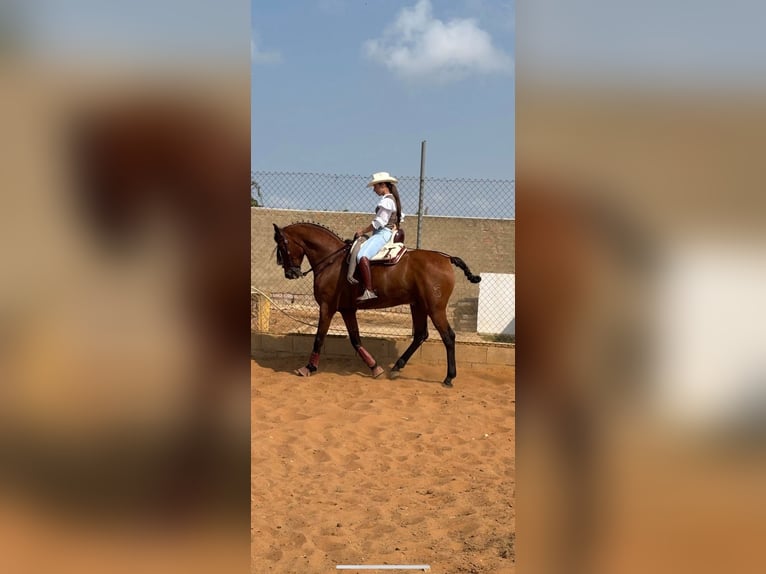 Cruzado Wallach 11 Jahre 163 cm Brauner in Chipiona
