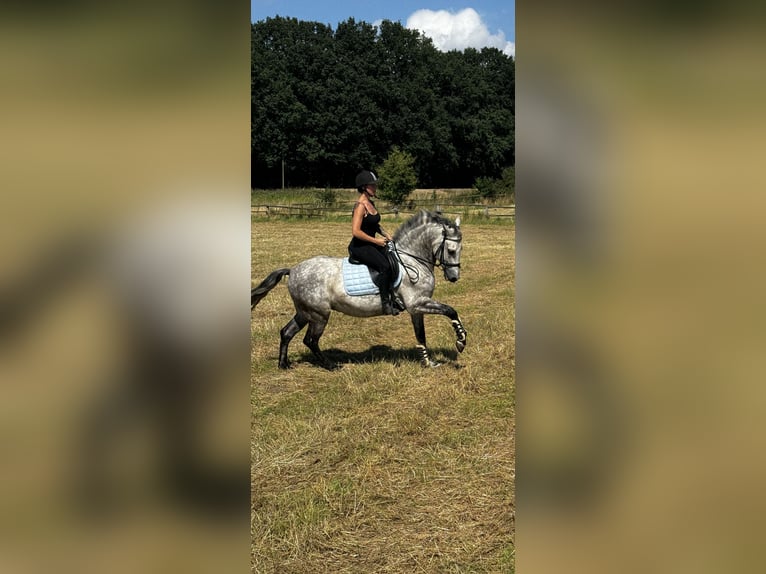 Cruzado Mix Wallach 11 Jahre 165 cm Apfelschimmel in Belm