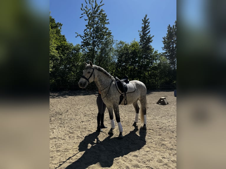 Cruzado Mix Wallach 11 Jahre 165 cm Apfelschimmel in Belm
