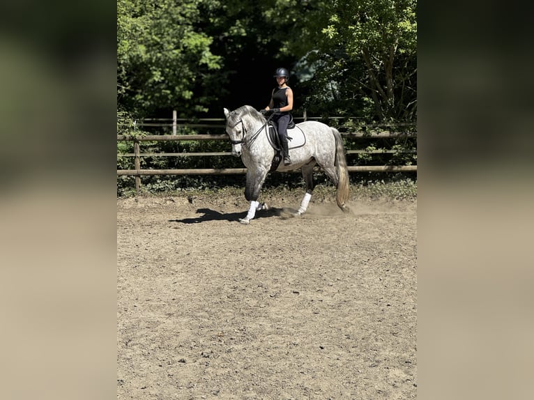 Cruzado Mix Wallach 11 Jahre 165 cm Apfelschimmel in Belm