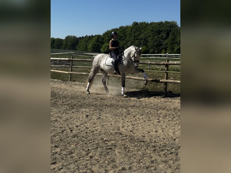 Cruzado Mix Wallach 11 Jahre 165 cm Apfelschimmel in Belm