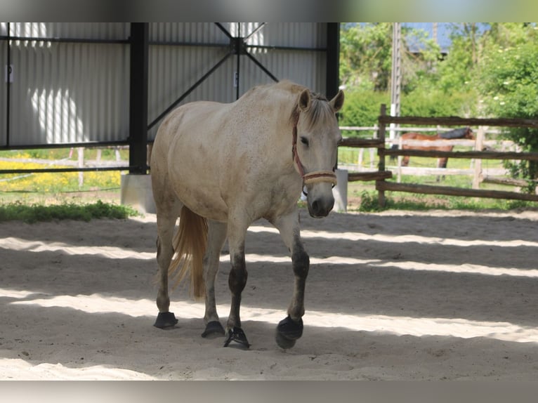 Cruzado Wallach 11 Jahre 166 cm Fliegenschimmel in Fry